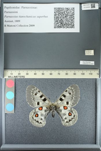Media type: image;   Entomology 184684